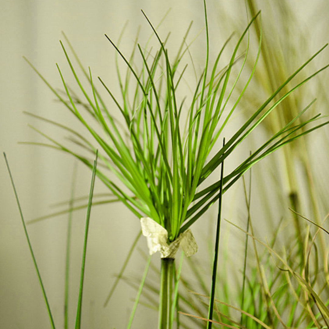 150cm Green Artificial Indoor Potted Papyrus Plant
