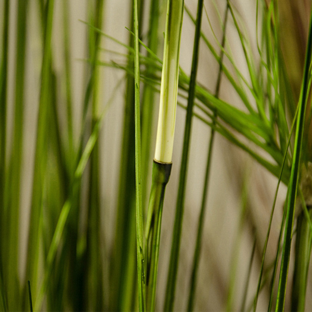 150cm Green Artificial Indoor Potted Papyrus Plant