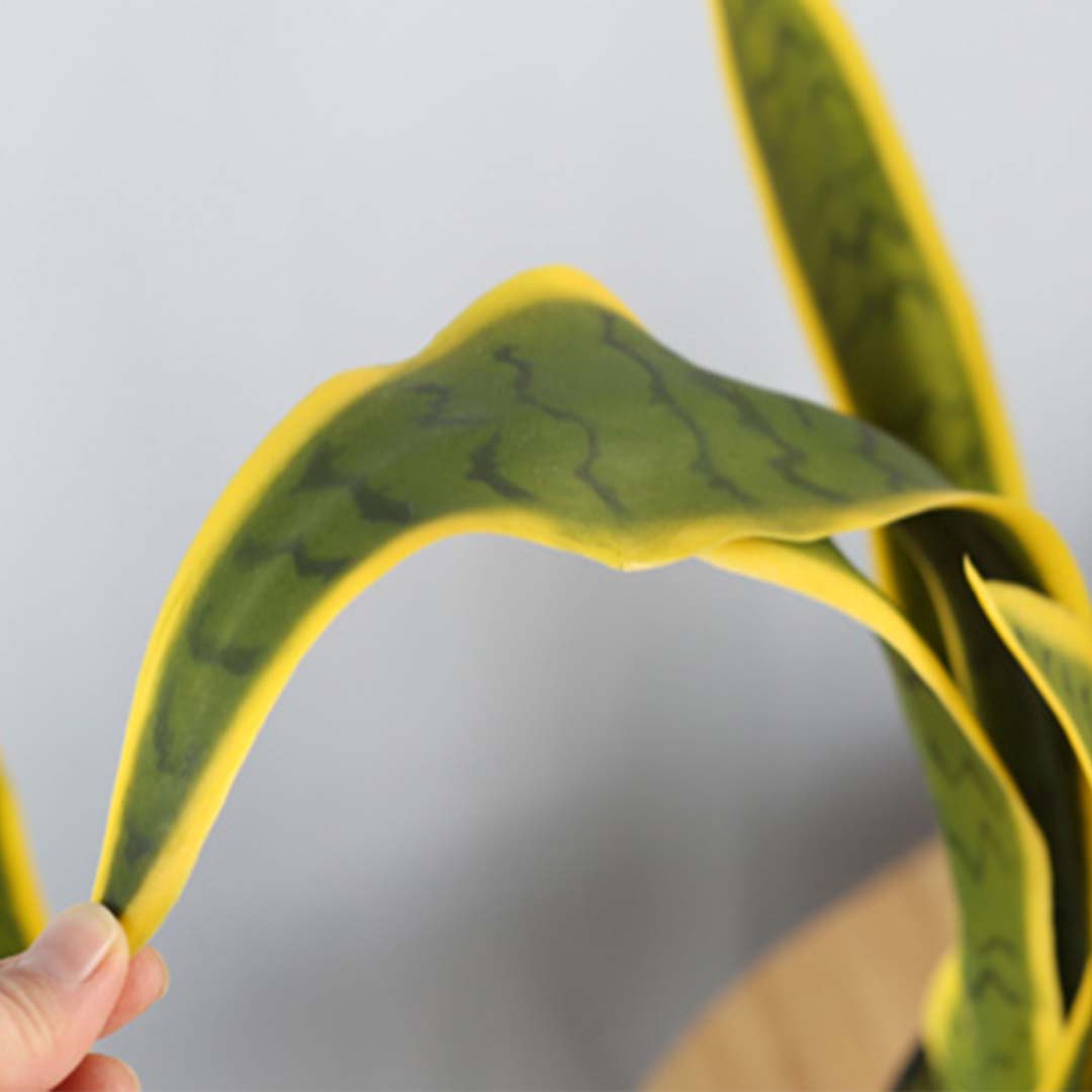 Tiger Piran with Yellow edge- single leaf close up
