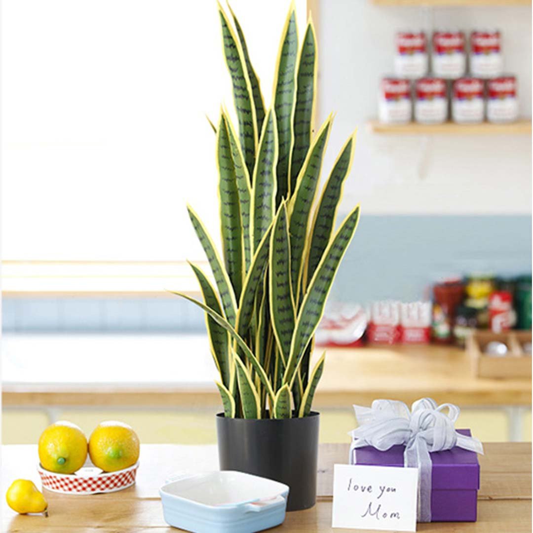 Where to Buy a High-Quality Artificial Piran Plant in Australia - Snug & Homely
