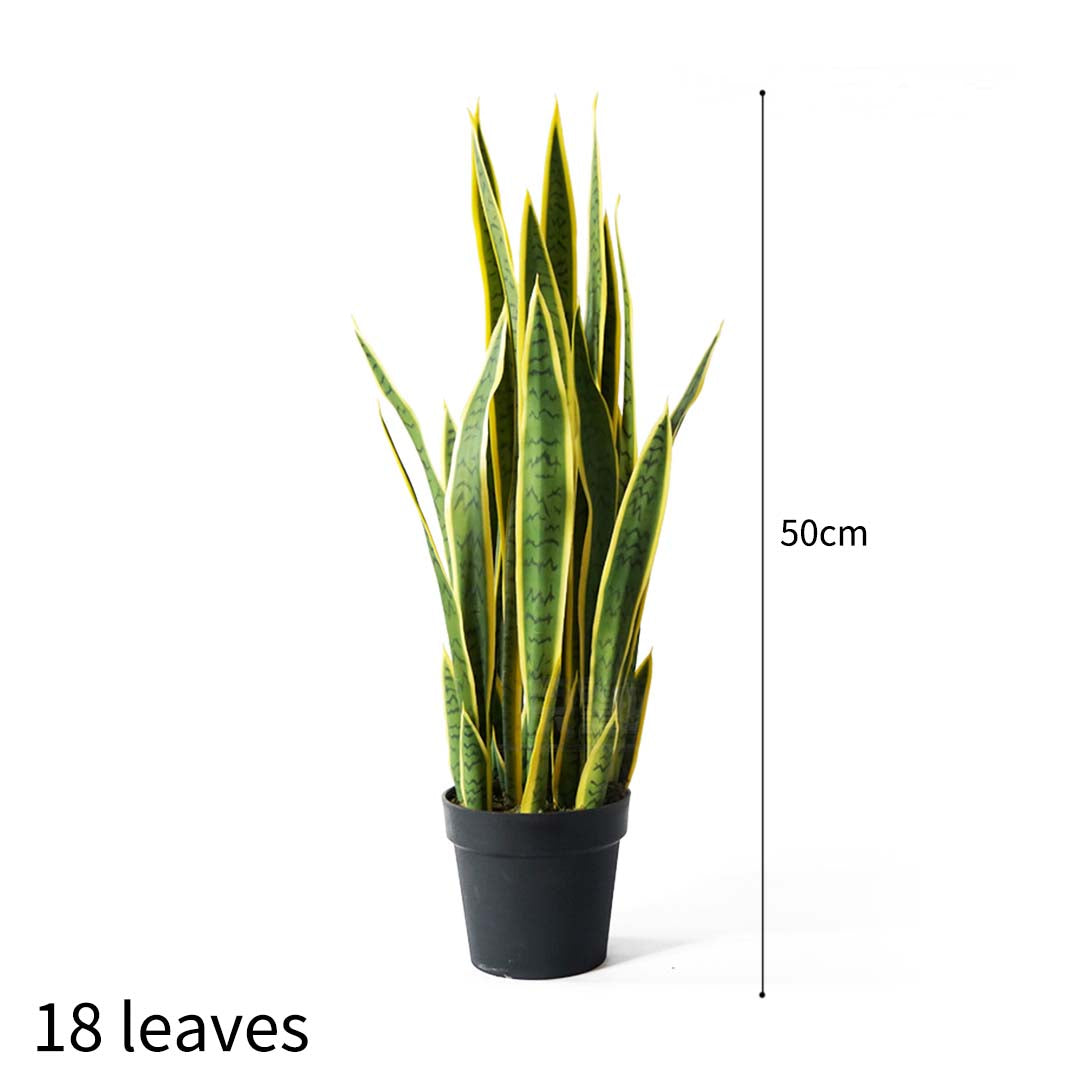 50cm-Tiger Piran with Yellow edge has 18 leaves and 50cm height