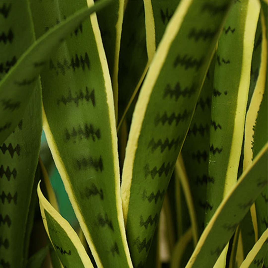 50cm Tiger Piran with Yellow edge- leaf pattern close up